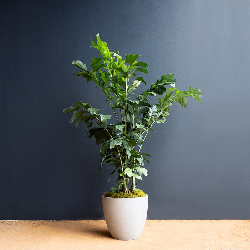 Palm – Fishtail (Caryota Mitis)