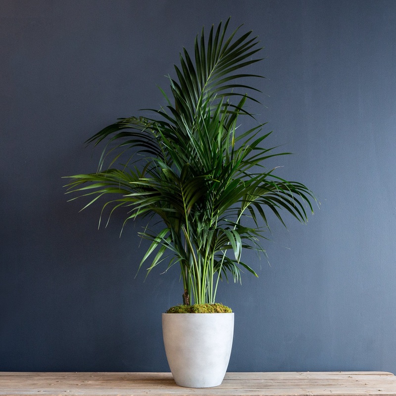 Palm – Kentia (Howea forsteriana)