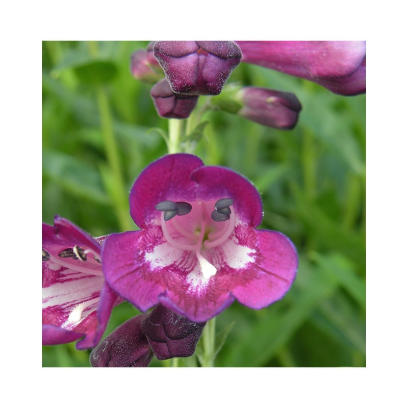 Penstemon Blackbird|3 Starter Plants|1 Established 9cm Plant