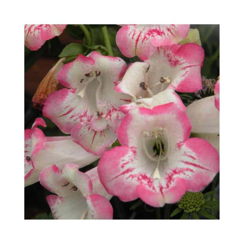 Penstemon Flamingo|3 Starter Plants|1 Established 9cm Plant