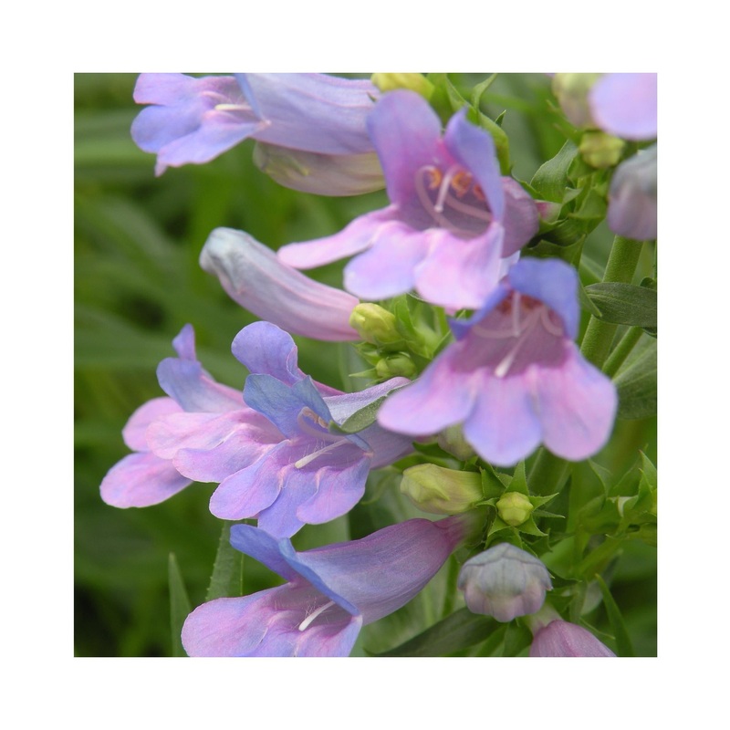 Penstemon Heavenly Blue|3 Starter Plants|1 Established 9cm Plant