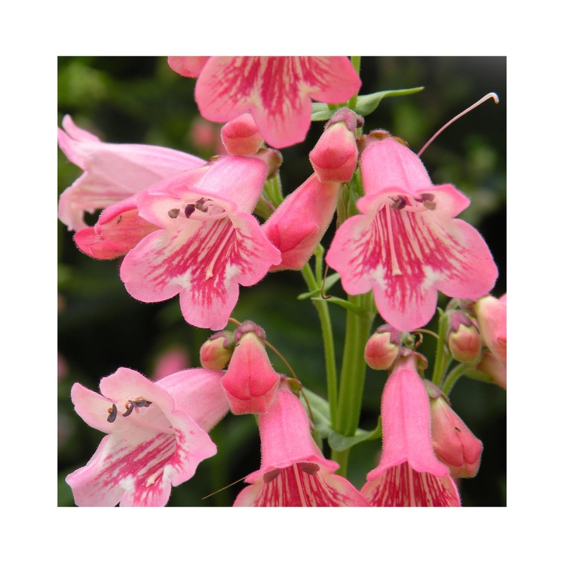 Penstemon Hewells Pink|3 Starter Plants|1 Established 9cm Plant