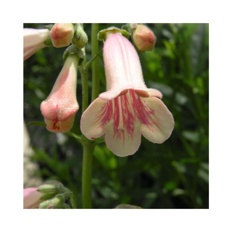 Penstemon Hidcote Pink|3 Starter Plants|1 Established 9cm Plant