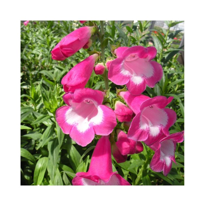 Penstemon Maurice Gibb|3 Starter Plants|1 Established 9cm Plant