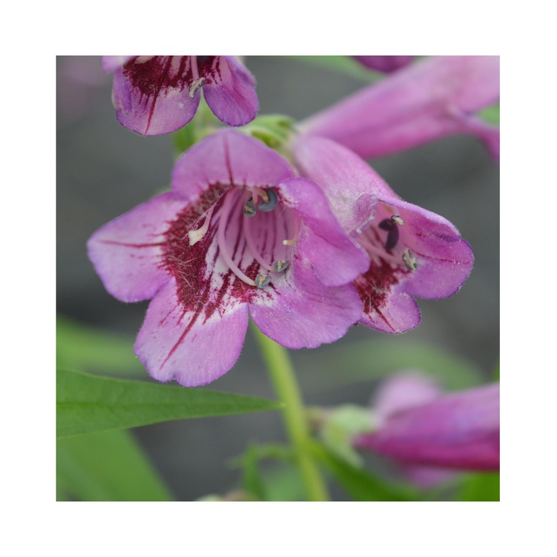 Penstemon Midnight|3 Starter Plants|1 Established 9cm Plant