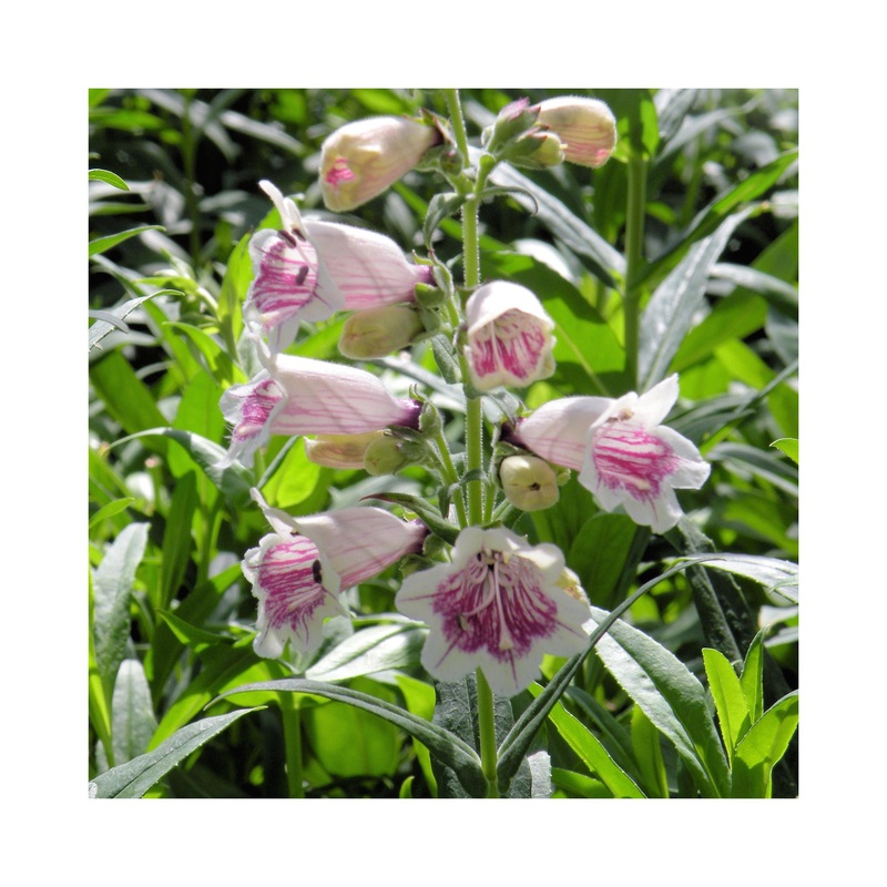 Penstemon Mother of Pearl|3 Starter Plants|Established 9cm Pot