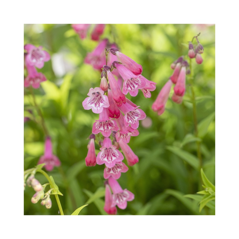 Penstemon Osprey|3 Starter Plants|1 Established 9cm Plant