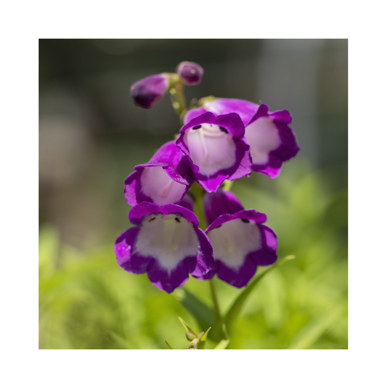 Penstemon Pensham Plum Jerkin|3 Starter Plants|1 Established 9cm Plant