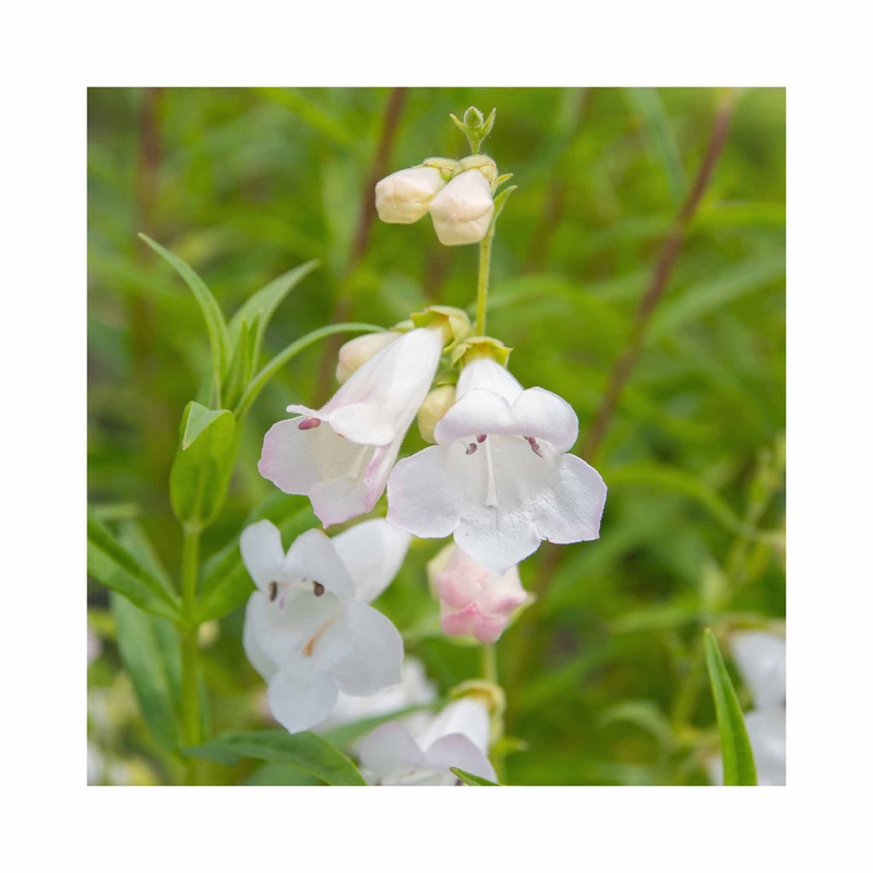 Penstemon Pensham Wedding Day|3 Starter Plants|1 Established 9cm Plant