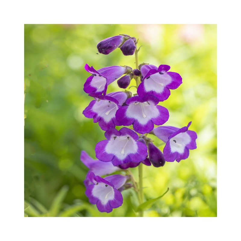 Penstemon Purple Passion|3 Starter Plants|1 Established 9cm Plant