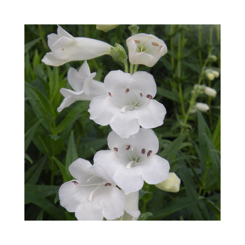 Penstemon Snowstorm|3 Starter Plants|1 Established 9cm Plant