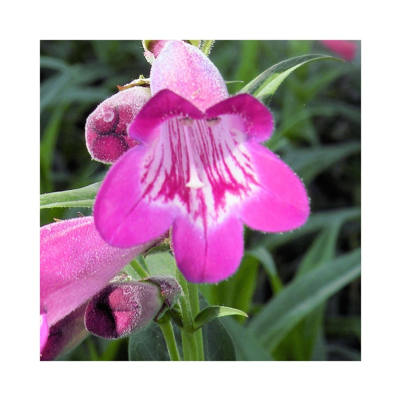 Penstemon Volcano Vesuvius|3 Starter Plants|1 Established 9cm Plant