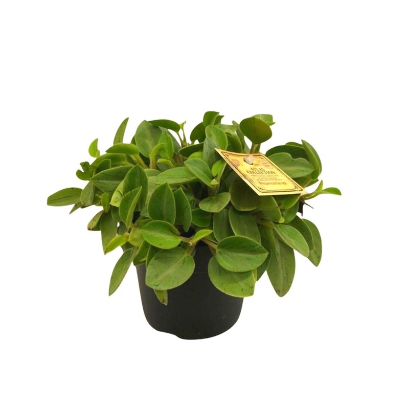 Peperomia Pixie in 5 Plastic Pot