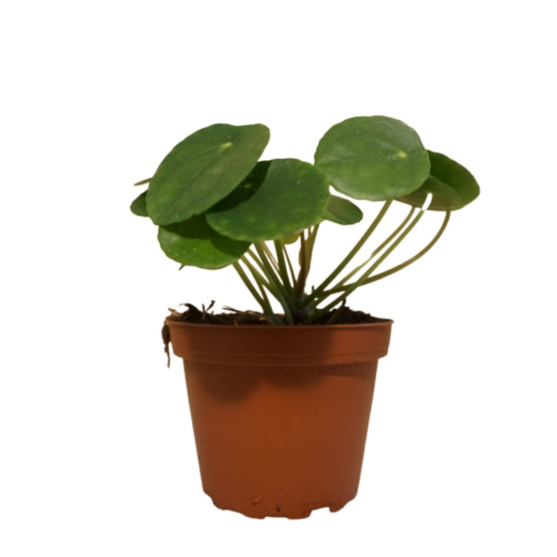 Pilea in Plastic Pot|4″ Plastic Pot|6″ Plastic Pot