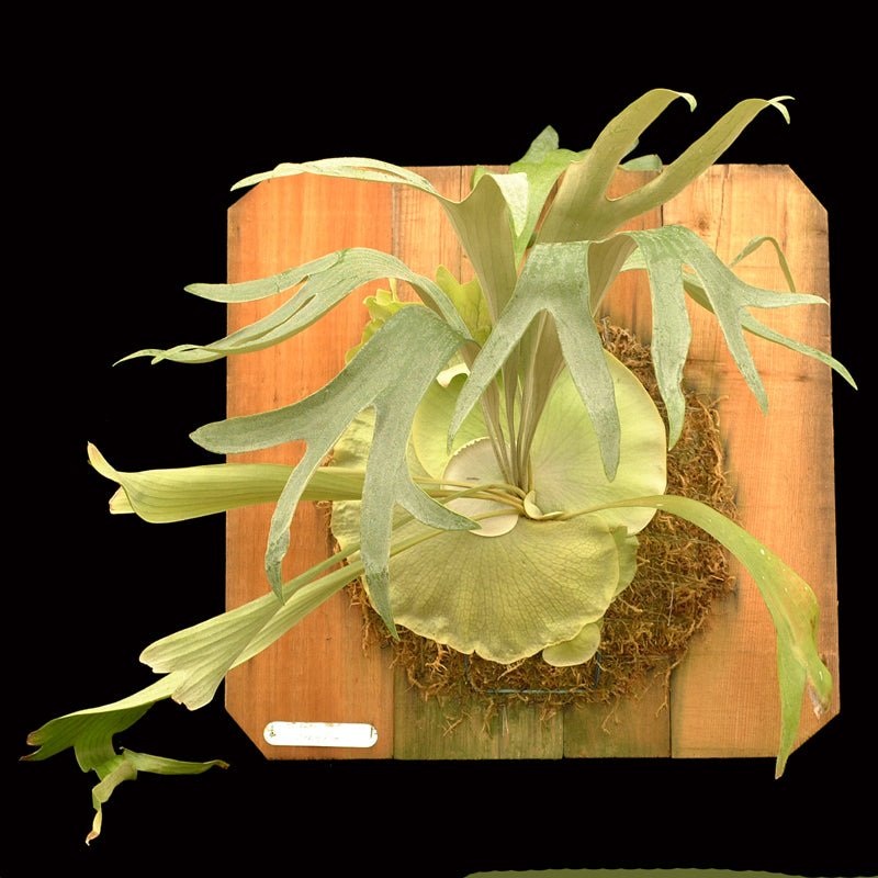 Platycerium ‘Panama’ (Staghorn fern)