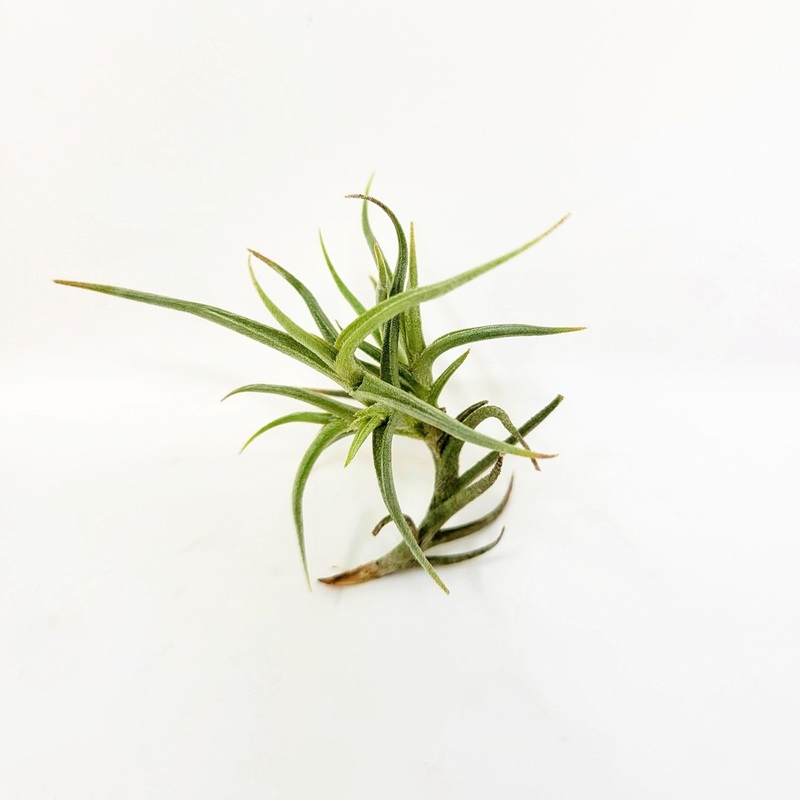 Tillandsia andicola