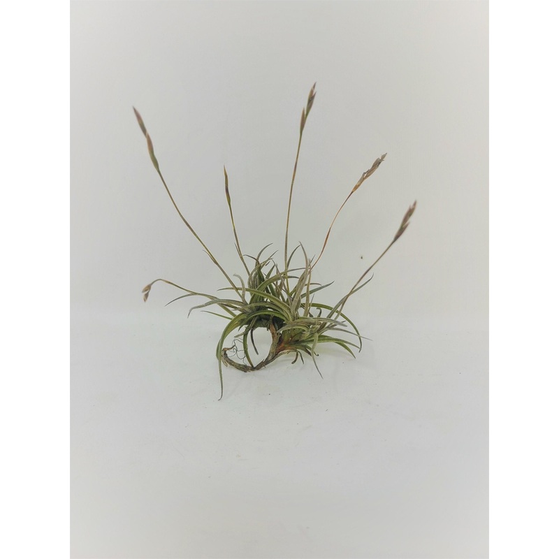 Tillandsia bandensis