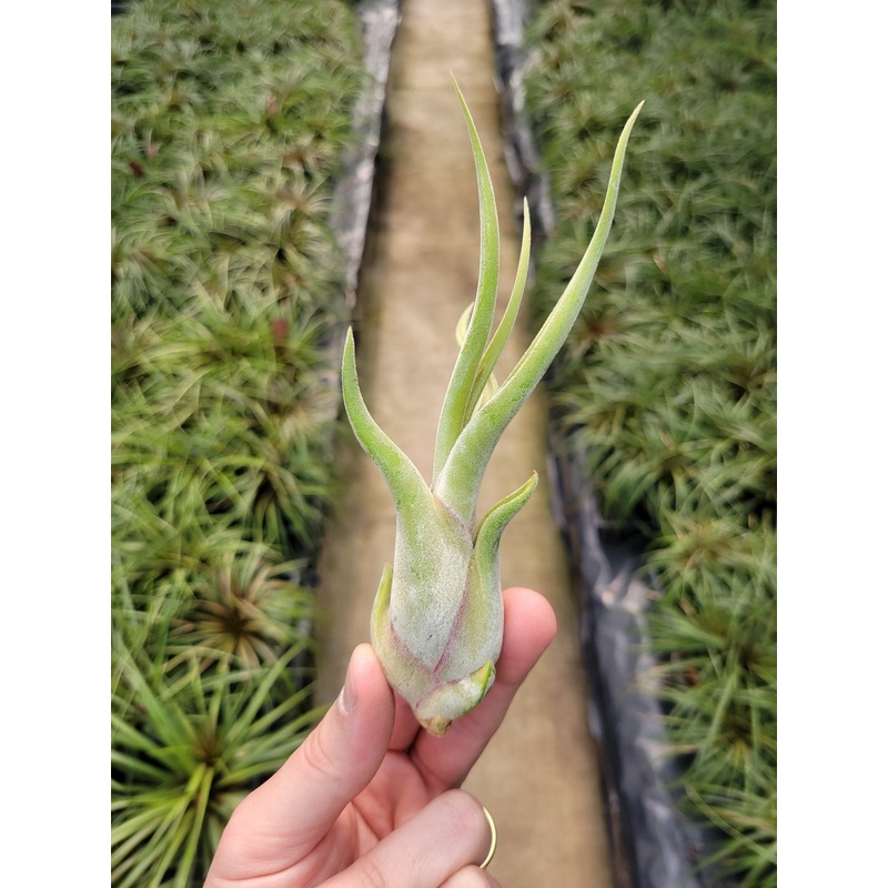 Tillandsia caput-medusae