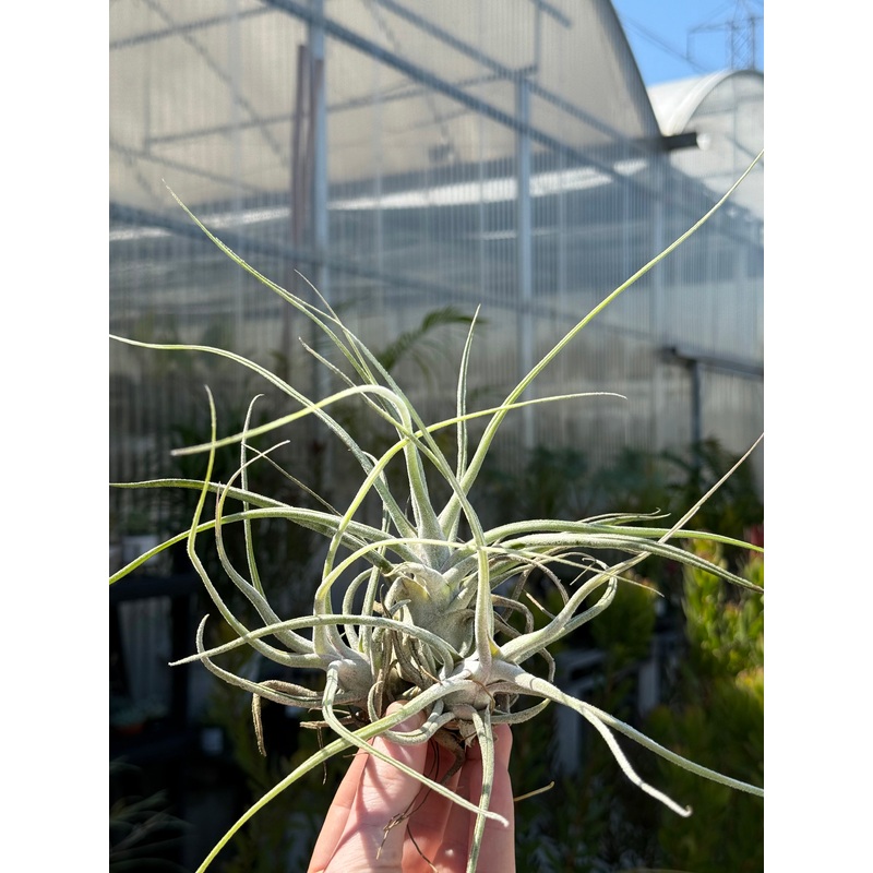Tillandsia ehlersiana|Small|Medium|Large|Extra Large