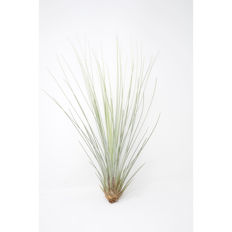 Tillandsia juncea|Medium|Large