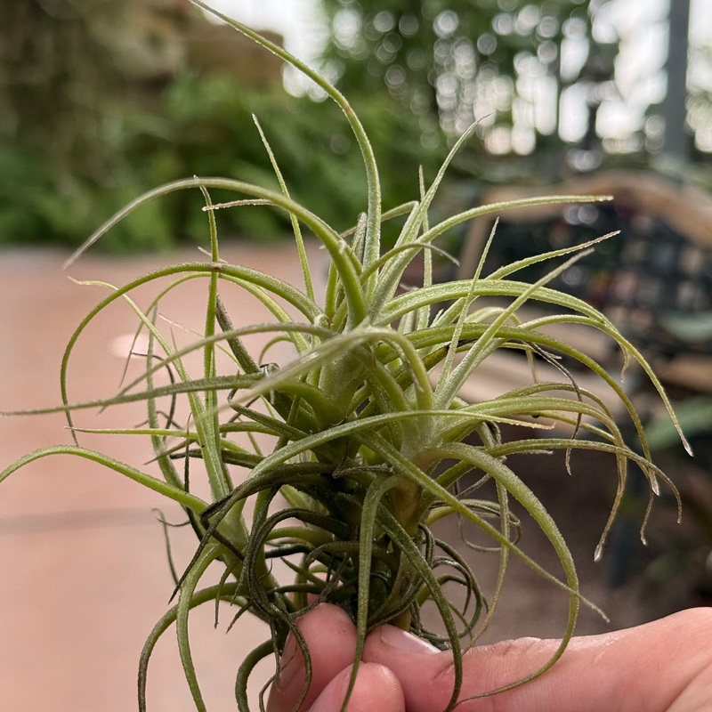 Tillandsia marconae|Small|Medium