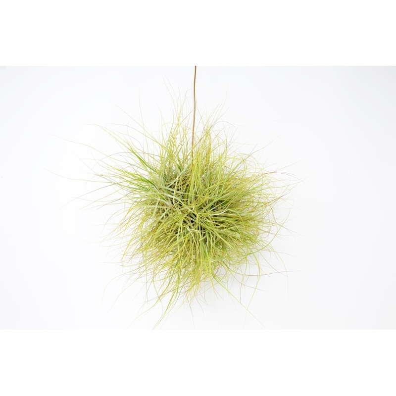 Tillandsia schiedeana|Small|Medium|Large|Specimen