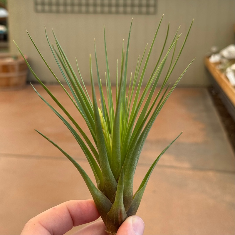 Tillandsia tricolor|Medium