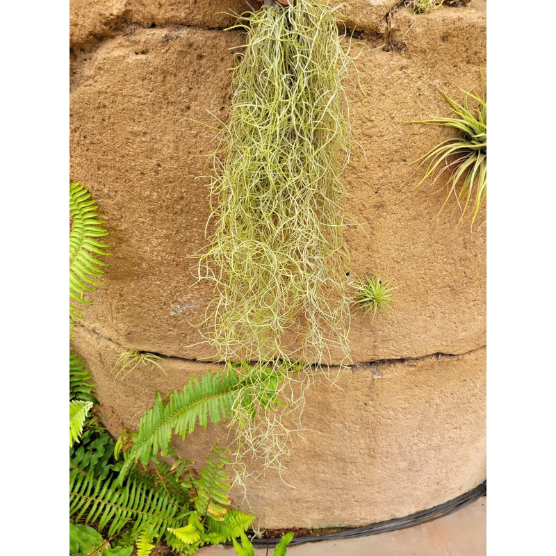 Tillandsia usneoides ‘El Gordito’ (Spanish moss)