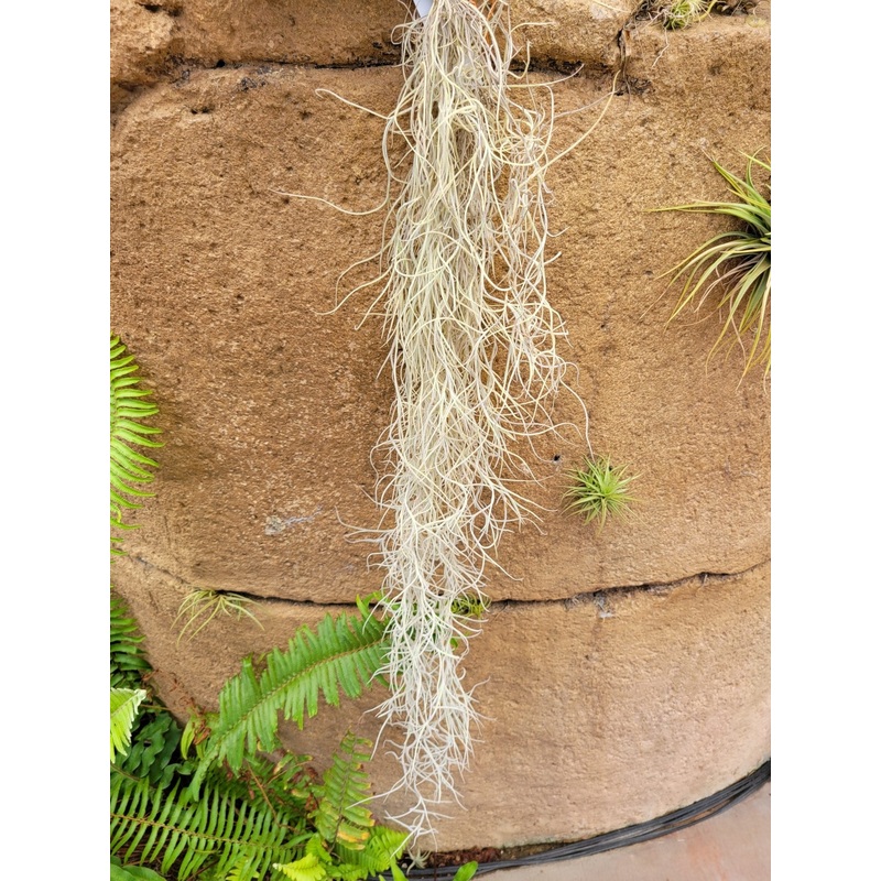 Tillandsia usneoides ‘El Grande’ (Spanish moss)