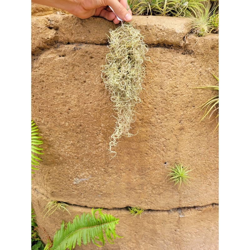 Tillandsia usneoides ‘El Raro’ (Spanish moss)
