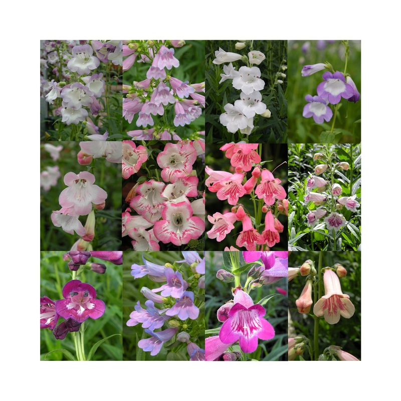 Ultimate Penstemon Starter Plant Collection