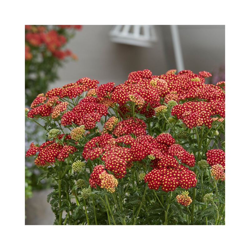 Achillea Strawberry Seduction|Established 9cm Pot