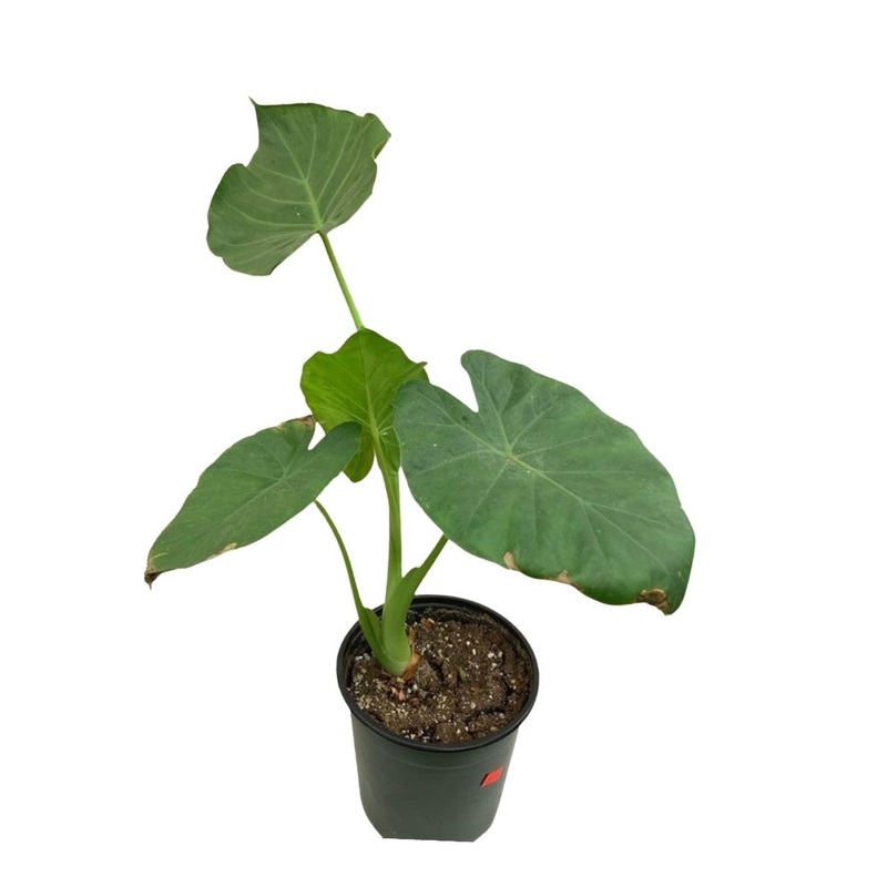 Alocasia in 6 Plastic Pot