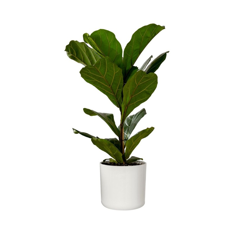 Audrey Ficus (Bush) in 10 Plastic Pot