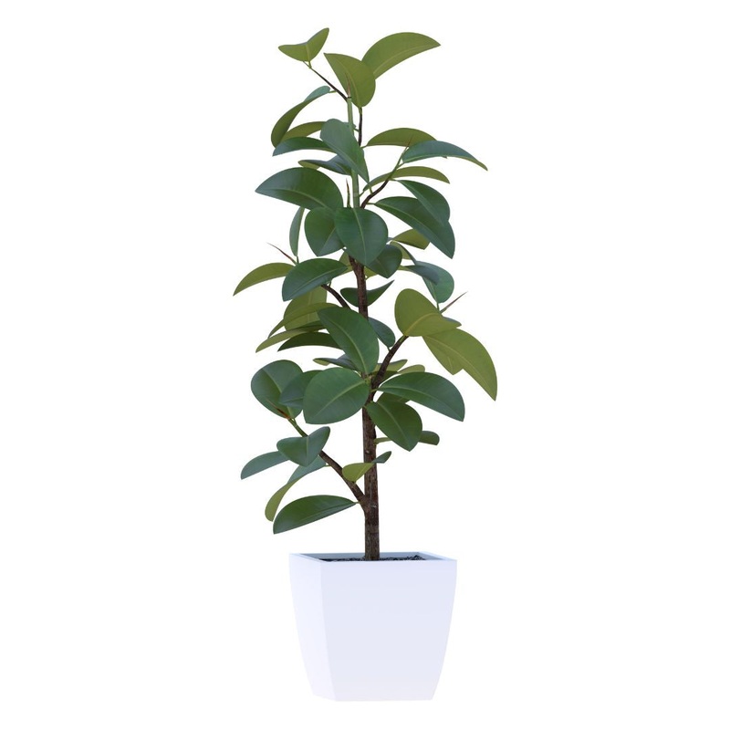 Audrey Ficus in 14 Plastic Pot