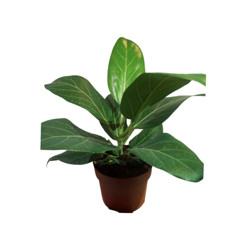 Audrey Ficus in Plastic Pot|5″ Plastic Pot|6″ Plastic Pot