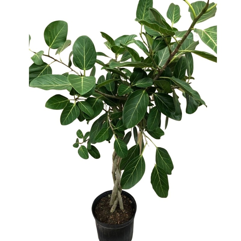 Audrey Ficus Standard (Braid) in 10 Plastic Pot