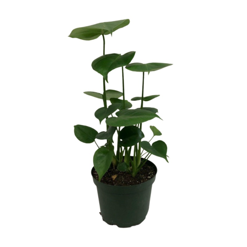 Baby Monstera in 6 Plastic Pot