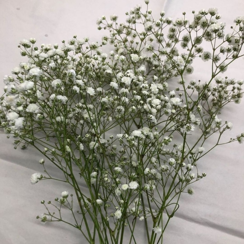 Babys Breath White (Bunch)