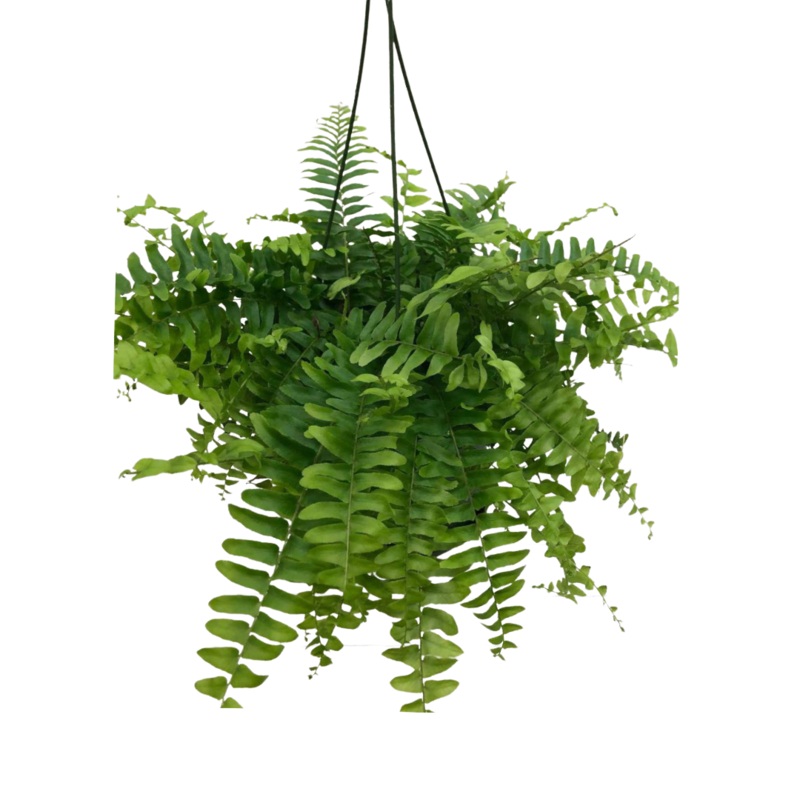 Boston Fern in 6 Hanging Basket
