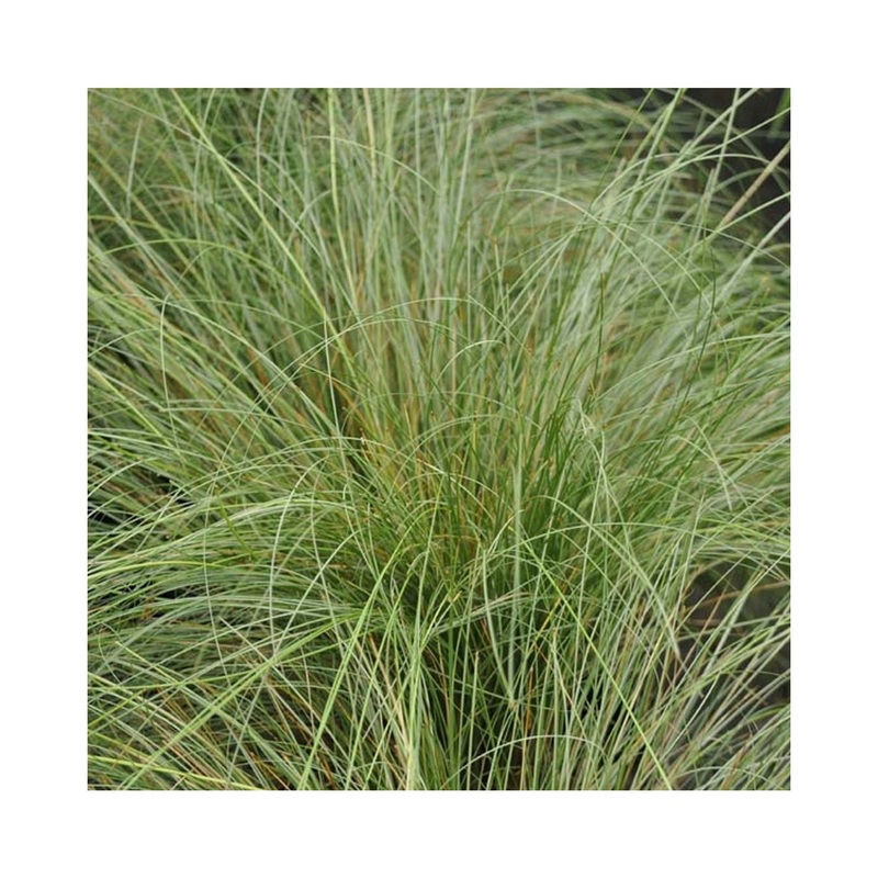 Carex Frosted Curls|Established 9cm Plant