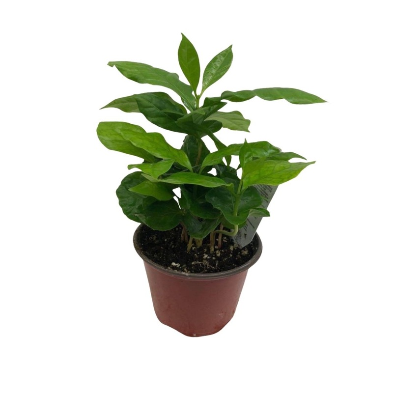 Coffee Plant in 3.5 Plastic Pot