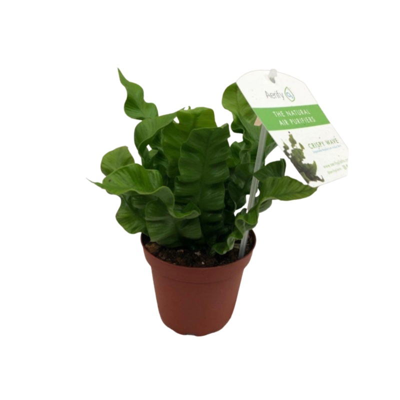 Crispy Wave in 4 Plastic Pot