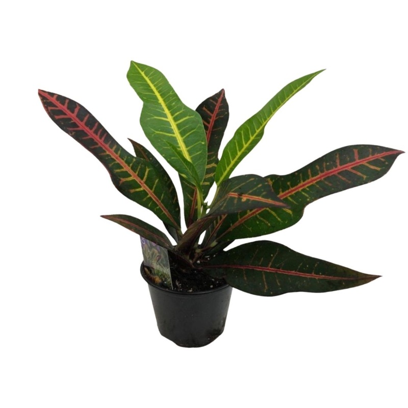 Croton in 3.5 Plastic Pot