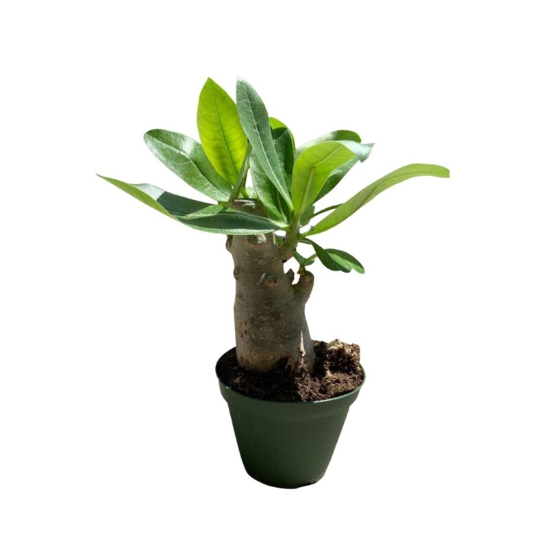 Desert Rose in Plastic Pot|4″ Plastic Pot|6″ Plastic Pot
