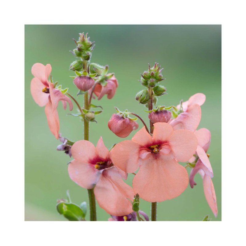 Diascia Peach|3 Starter Plants