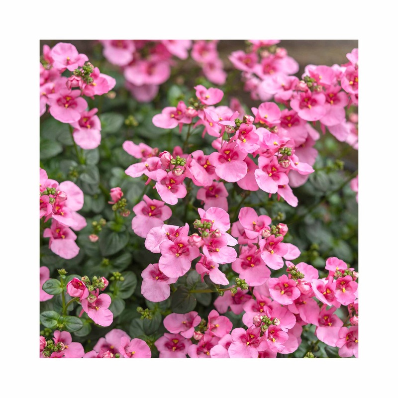 Diascia Pink|3 Starter Plants