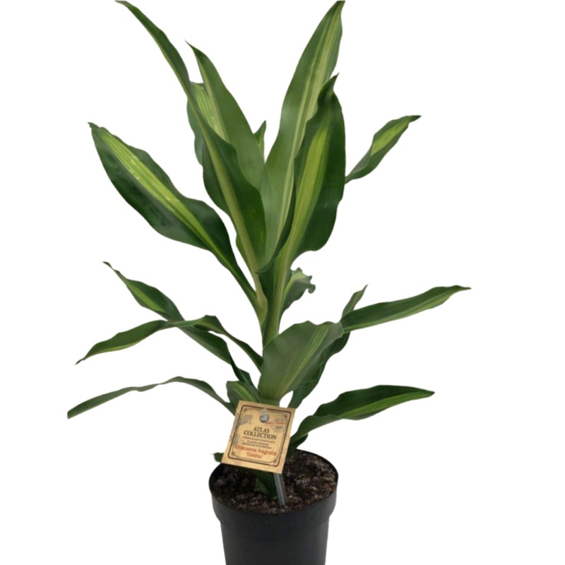 Dracaena Cintho in 5 Plastic Pot
