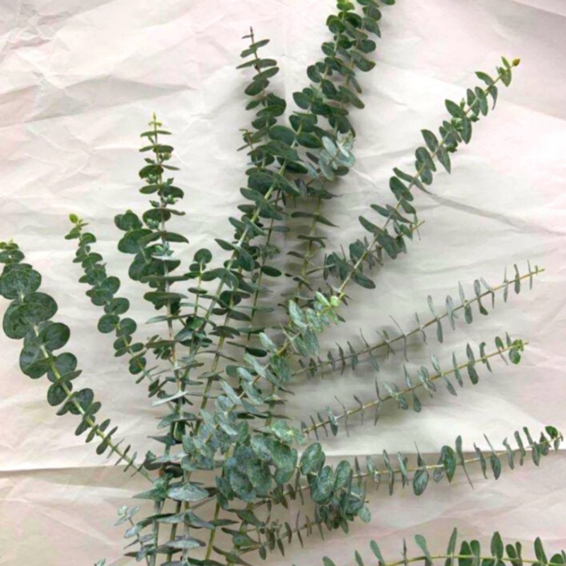 Eucalyptus Baby (Bunch)