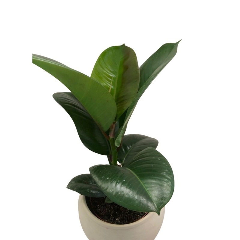 Ficus Elastica Melany in 5 Plastic Pot